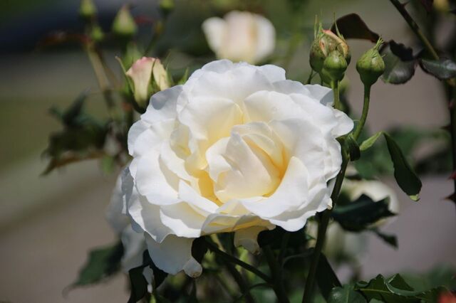 6aP_IMG_8996.jpg