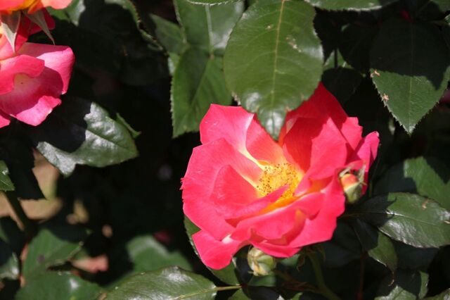 6bP_IMG_0599.jpg