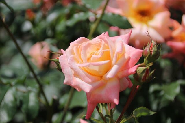 6bP_IMG_0663.jpg