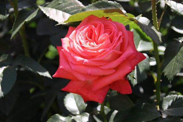 6bP_IMG_0749.jpg
