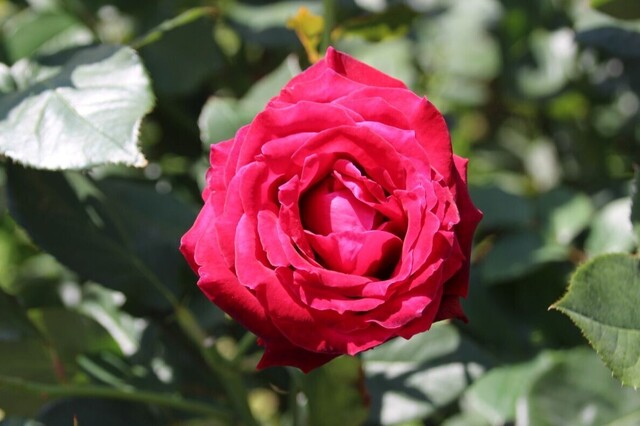 6bP_IMG_0824.jpg