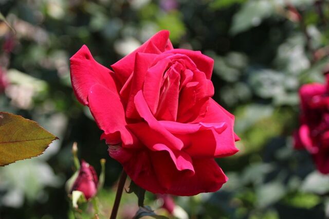 6bP_IMG_1013.jpg