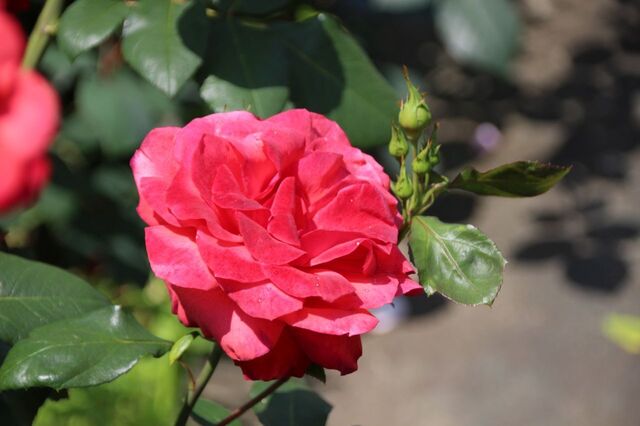 6bP_IMG_1133.jpg