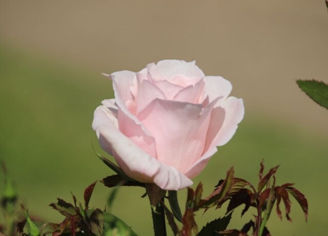 6bP_IMG_1237.jpg