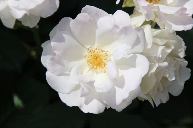 6bP_IMG_1248.jpg