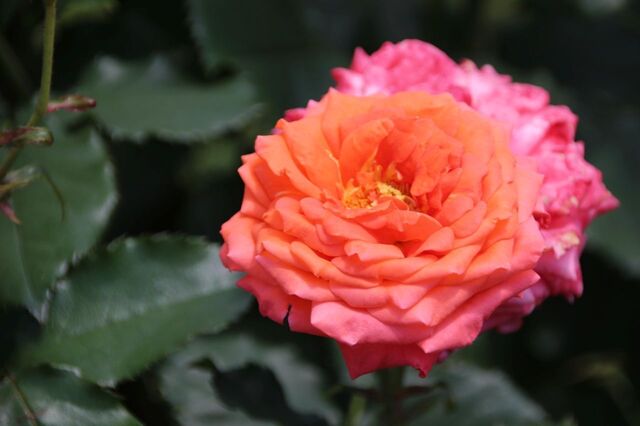 6bP_IMG_1271.jpg