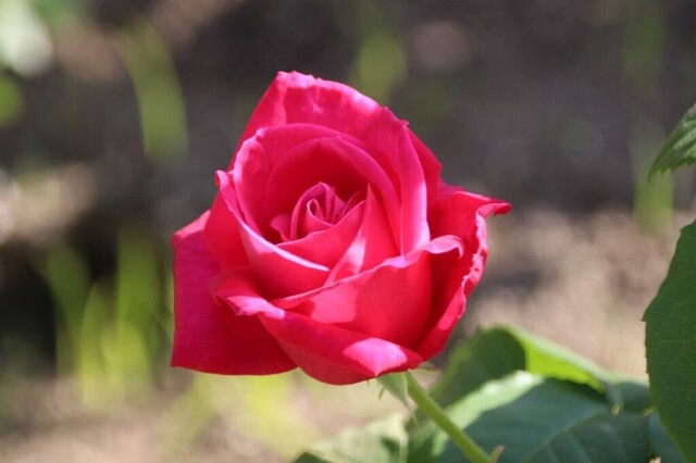 6bP_IMG_1325.jpg