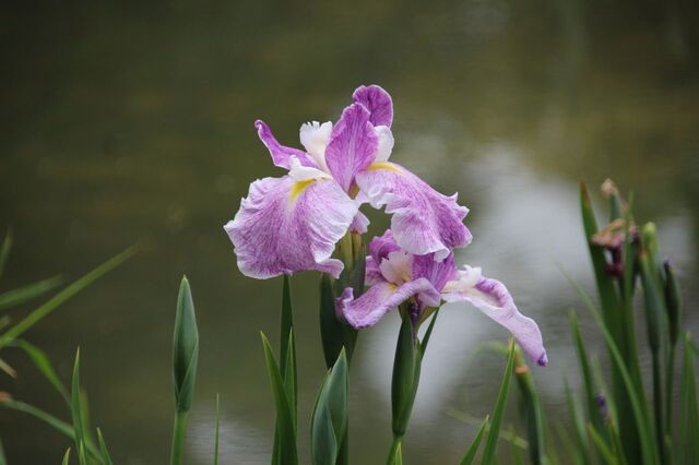 6bP_IMG_2217.jpg