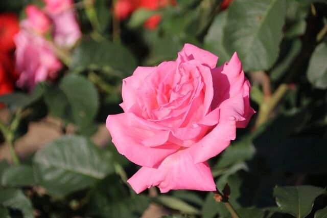 6bP_IMG_2222.jpg