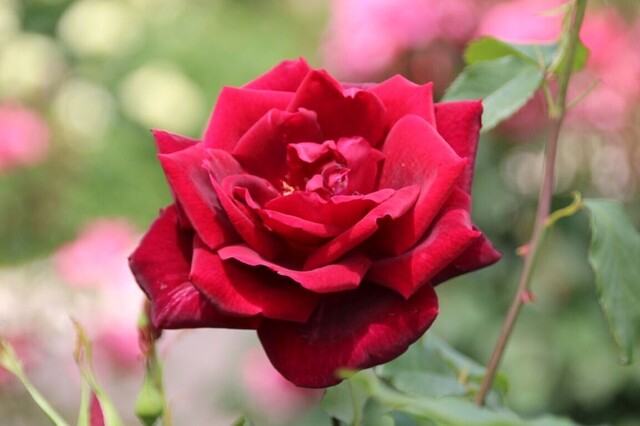 6bP_IMG_2260.jpg