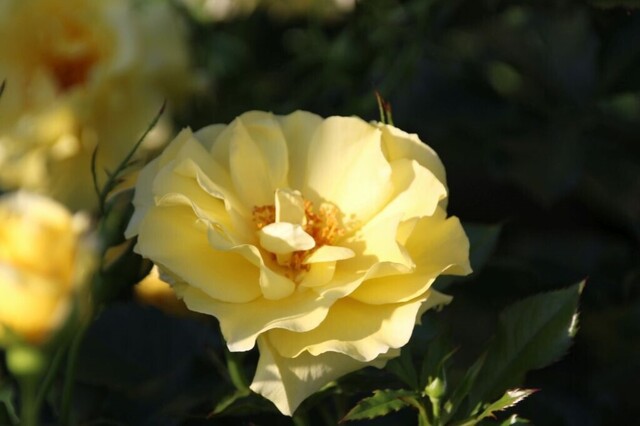 6bP_IMG_2293.jpg