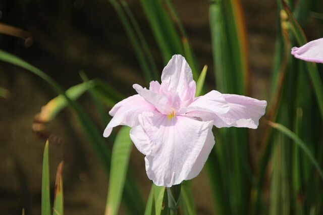 6bP_IMG_2310.jpg