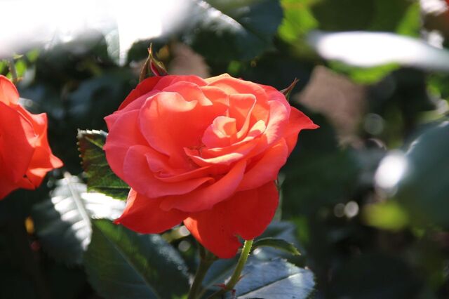 6bP_IMG_2588.jpg