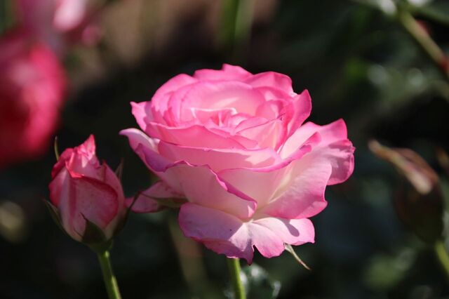 6bP_IMG_2664.jpg