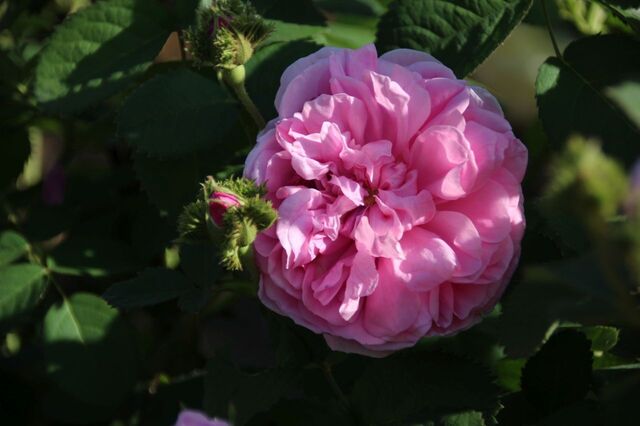 6bP_IMG_2702.jpg