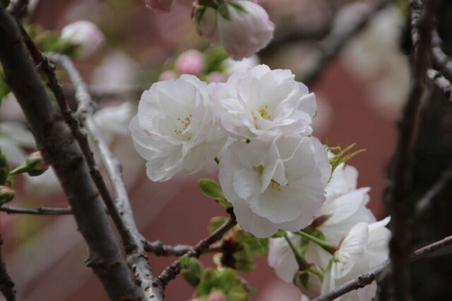 6bP_IMG_4498.jpg