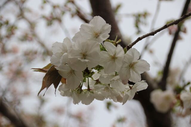 6bP_IMG_4519.jpg