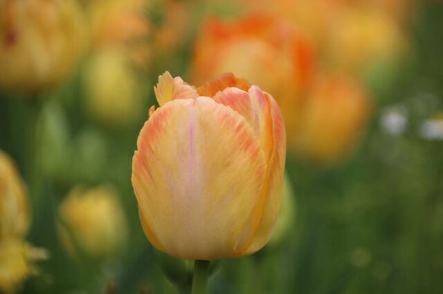 6bP_IMG_6230.jpg