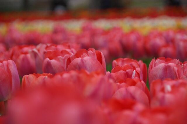 6bP_IMG_6248.jpg
