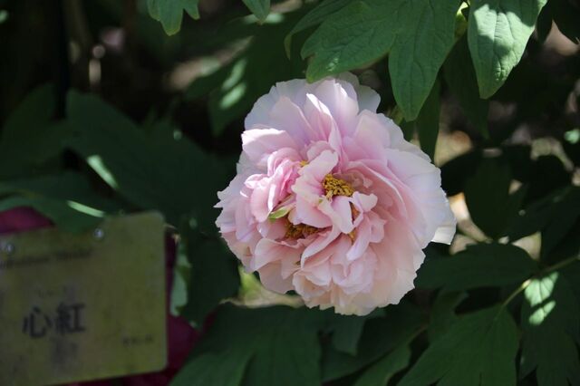 6bP_IMG_7524.jpg