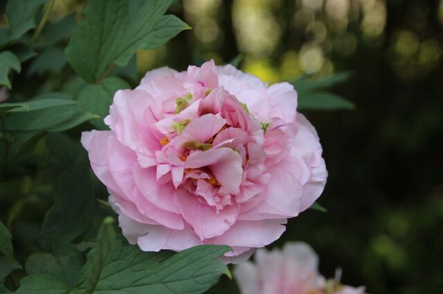 6bP_IMG_7791.jpg