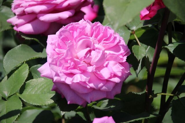 6bP_IMG_9462.jpg