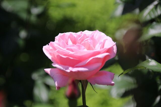 6bP_IMG_9488.jpg
