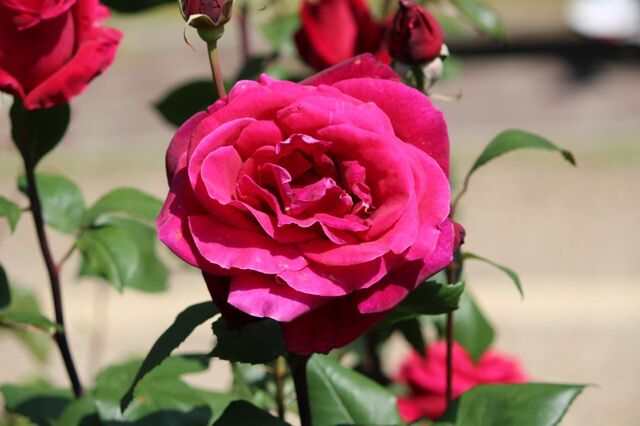 7aP_IMG_3755.jpg