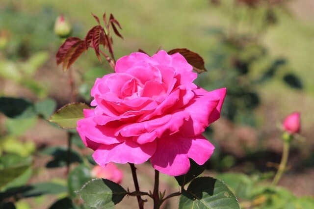 7aP_IMG_4087.jpg
