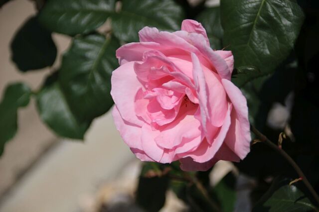 7bP_IMG_1045.jpg