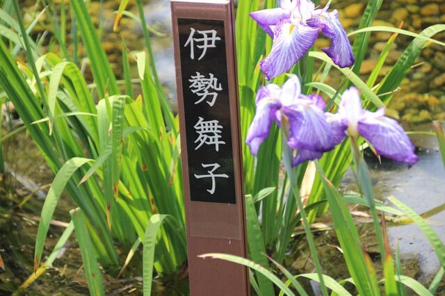 7bP_IMG_1203.jpg