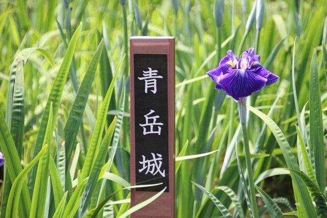 7bP_IMG_1233.jpg