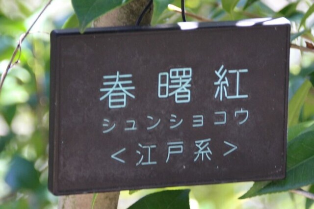 7bP_IMG_3384.jpg