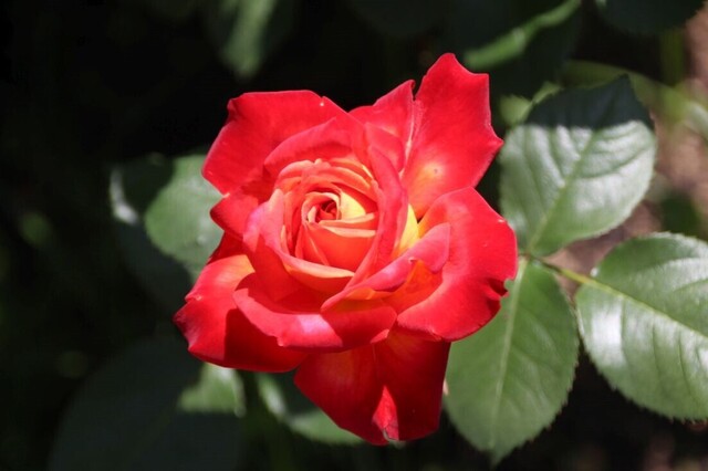 7bP_IMG_9368.jpg