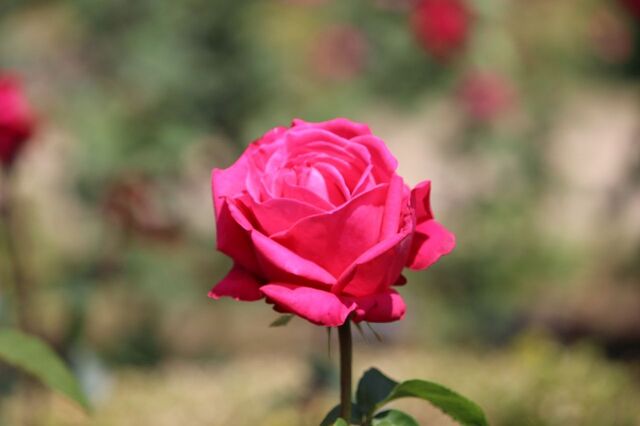 8aP_IMG_4113.jpg