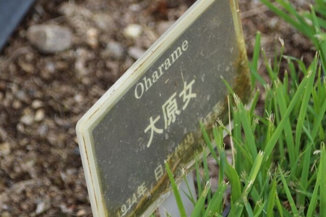 8aP_IMG_7334.jpg