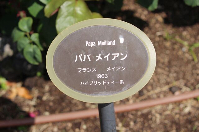 9aP_IMG_3749.jpg