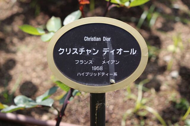 9aP_IMG_4096.jpg