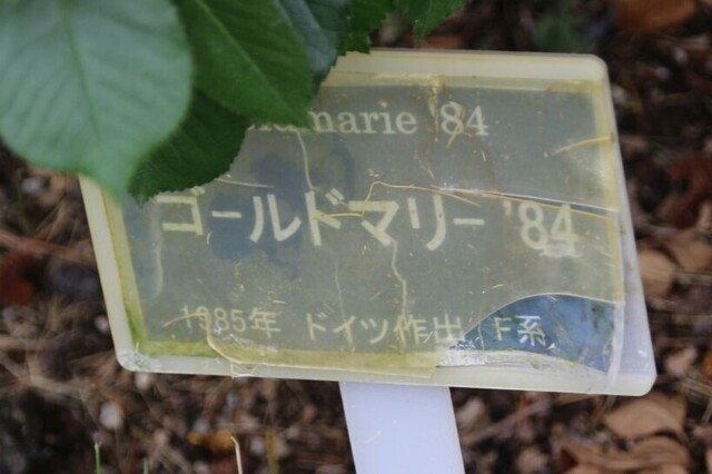 9aP_IMG_7902.jpg