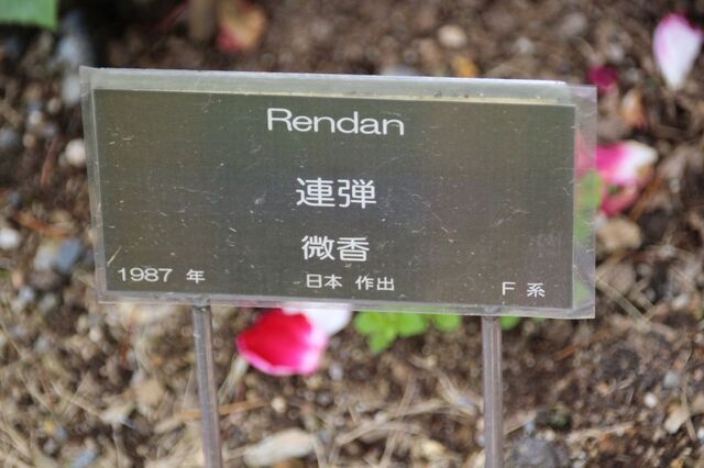 9aP_IMG_7963.jpg