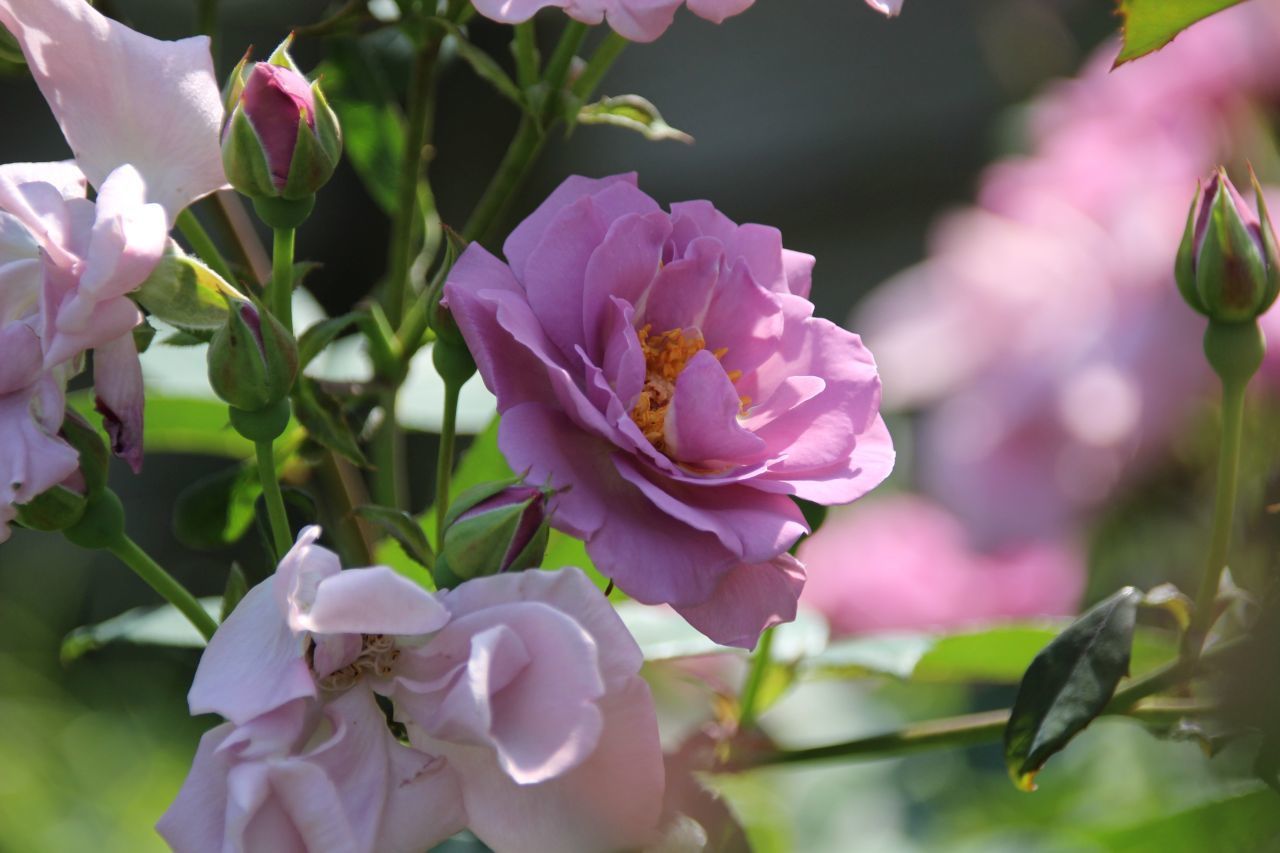 安田早葉子 そめ花 薔薇と四季の花たち 本/BOOK/書籍/作品集