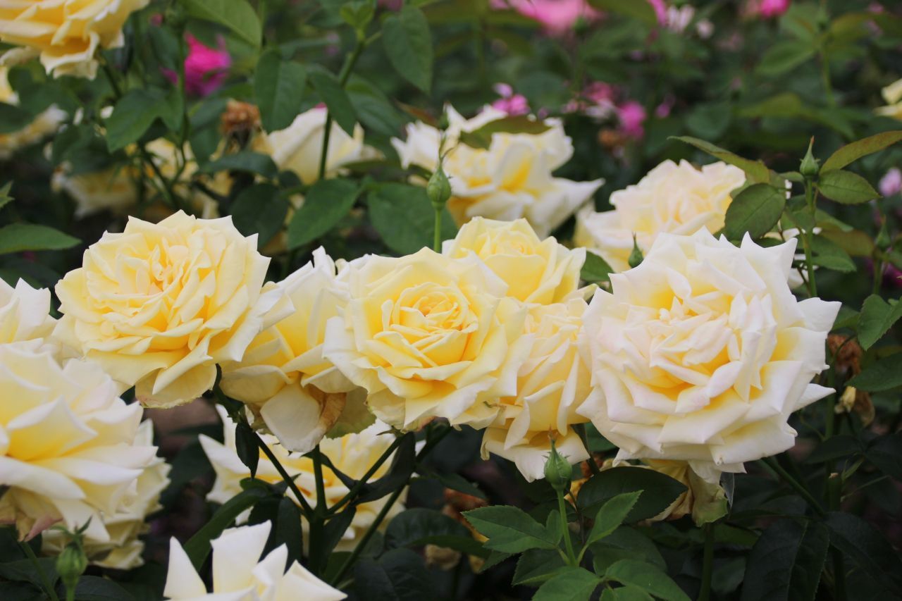 バラ ばら 薔薇 いろいろ⑥・・・・ : ”PeRo”の気ままなブログ