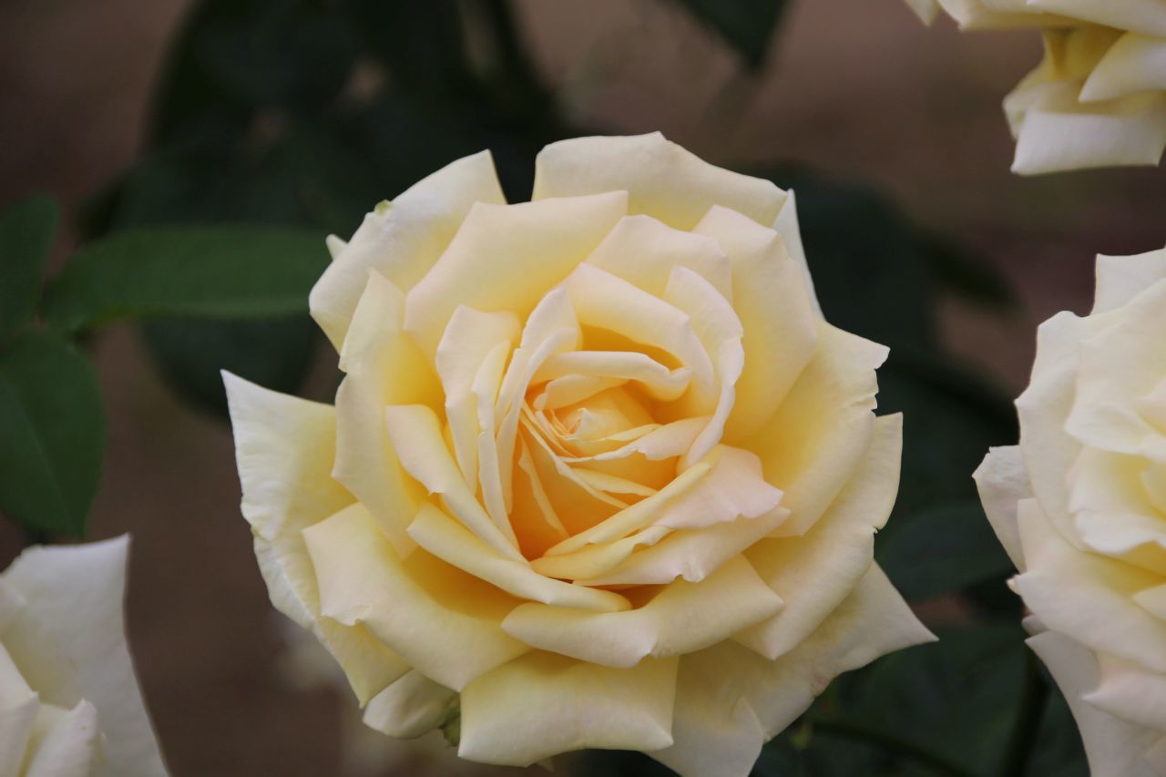 バラ ばら 薔薇 いろいろ⑥・・・・ : ”PeRo”の気ままなブログ