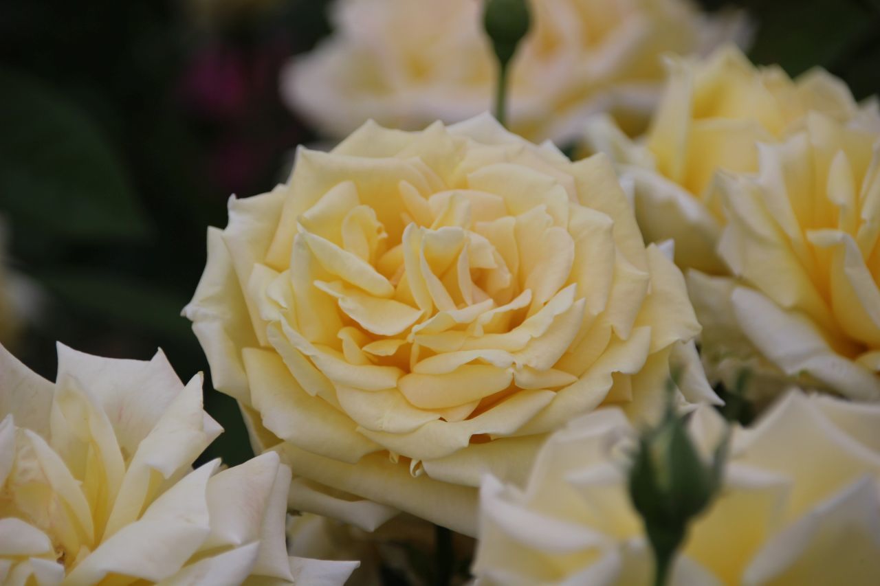 バラ ばら 薔薇 いろいろ⑥・・・・ : ”PeRo”の気ままなブログ