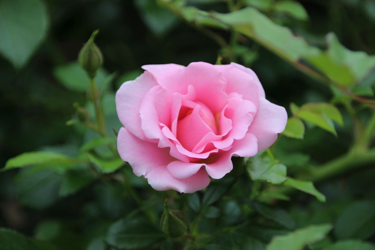バラ ばら 薔薇 いろいろ⑨・・・・: ”PeRo”の気ままなブログ