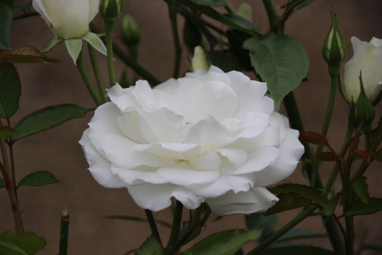 バラ ばら 薔薇 いろいろ⑨・・・・: ”PeRo”の気ままなブログ