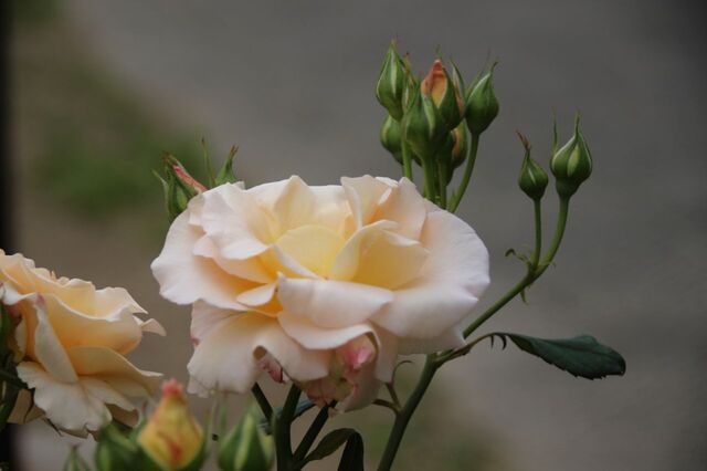 バラ ばら 薔薇 いろいろ⑨・・・・: ”PeRo”の気ままなブログ バラ ばら 薔薇 いろいろ⑨・・・・: ”PeRo”の気ままなブログ
