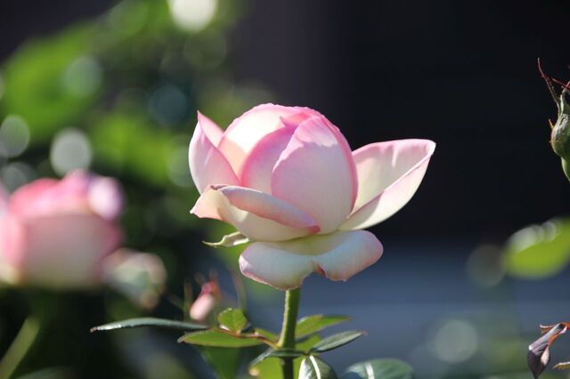UP_IMG_5998.jpg
