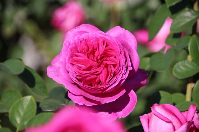 UP_IMG_6009.jpg
