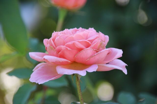 UP_IMG_6062.jpg